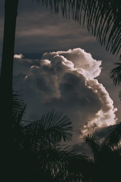 棕榈树上的积云